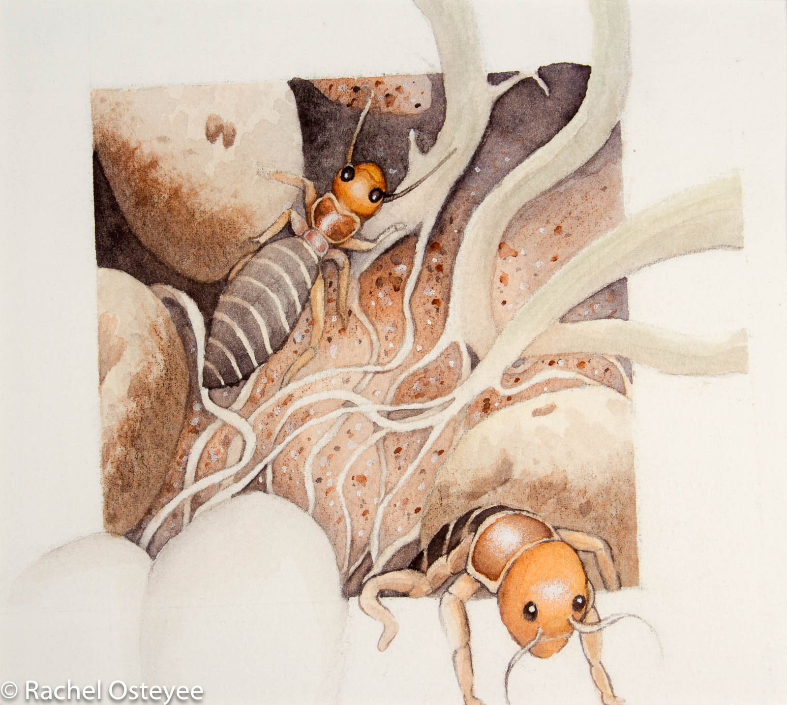 Potato Bugs (6" x 6", Watercolor)