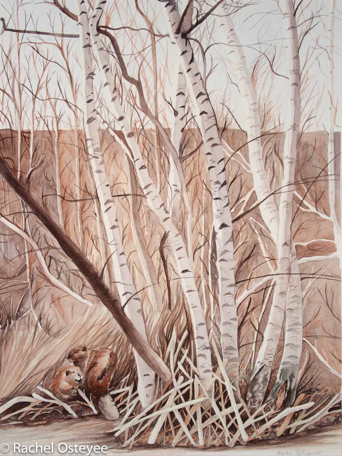 Land of the Silver Birch (13" x 17", Watercolor)