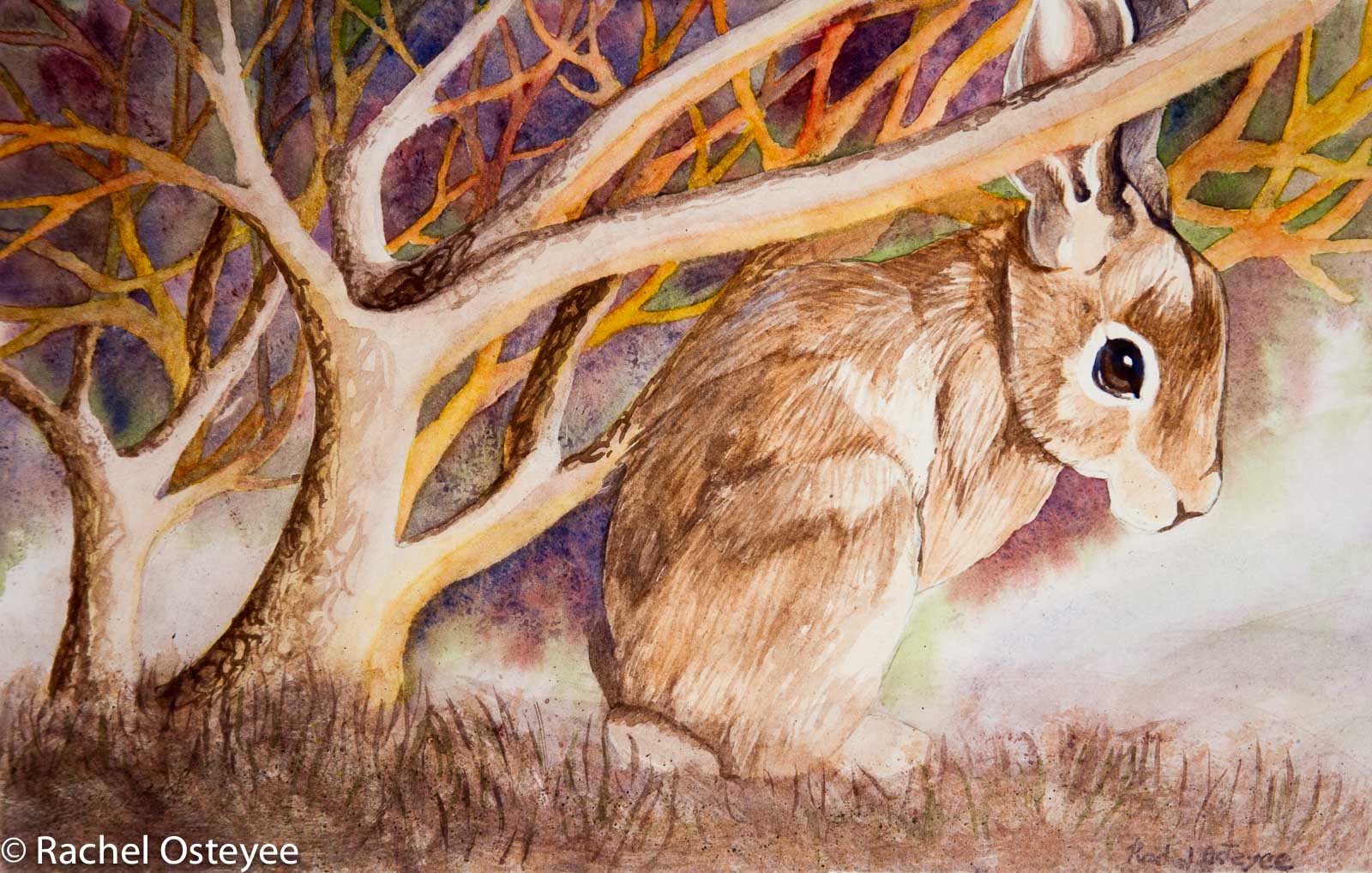 Brown Rabbit (15" x 11", Watercolor)