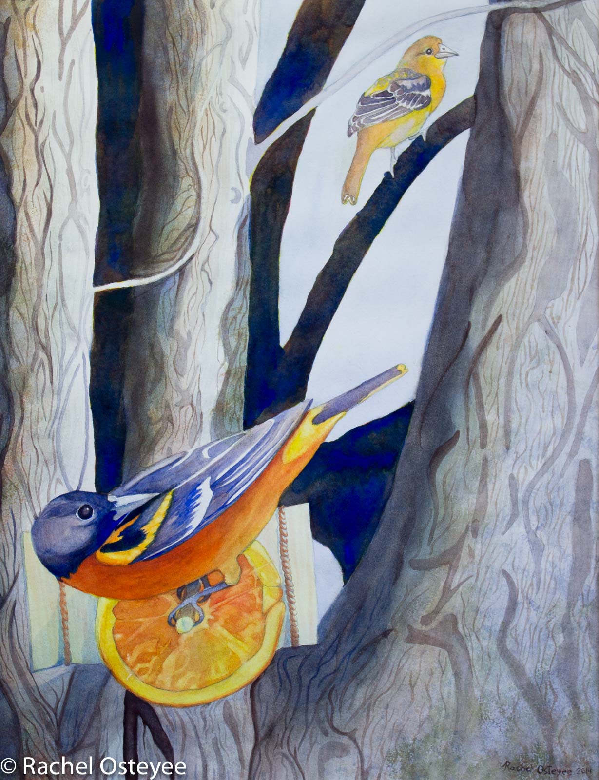 Michigan Memories: Oranges and Orioles (16" x 20", Watercolor, Commissioned Work)