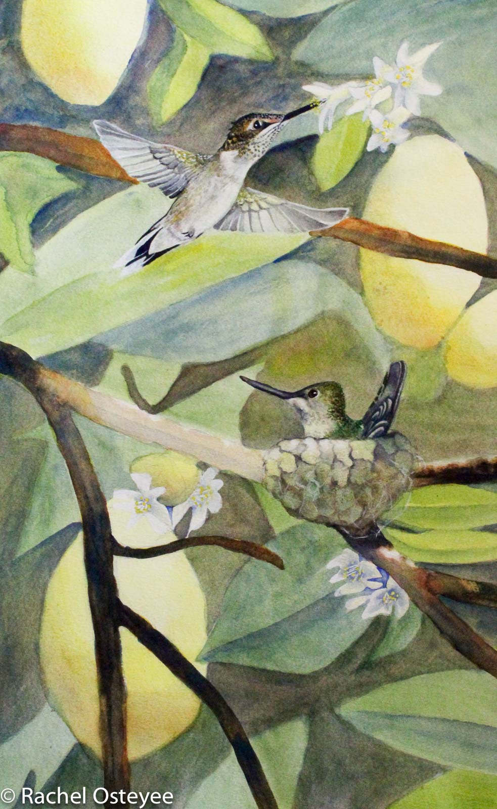 Hummingbirds (15" x 22", Watercolor)