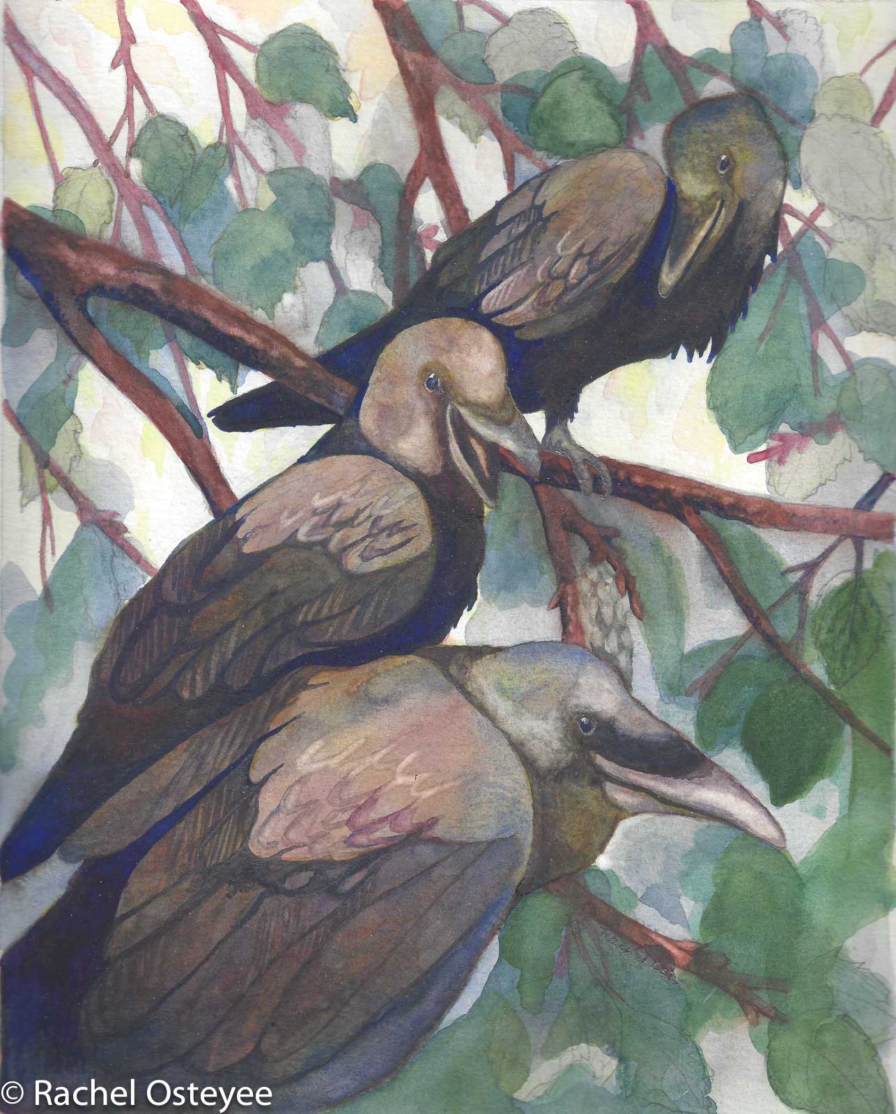 Crow Cronies (8" x 10", Watercolor)