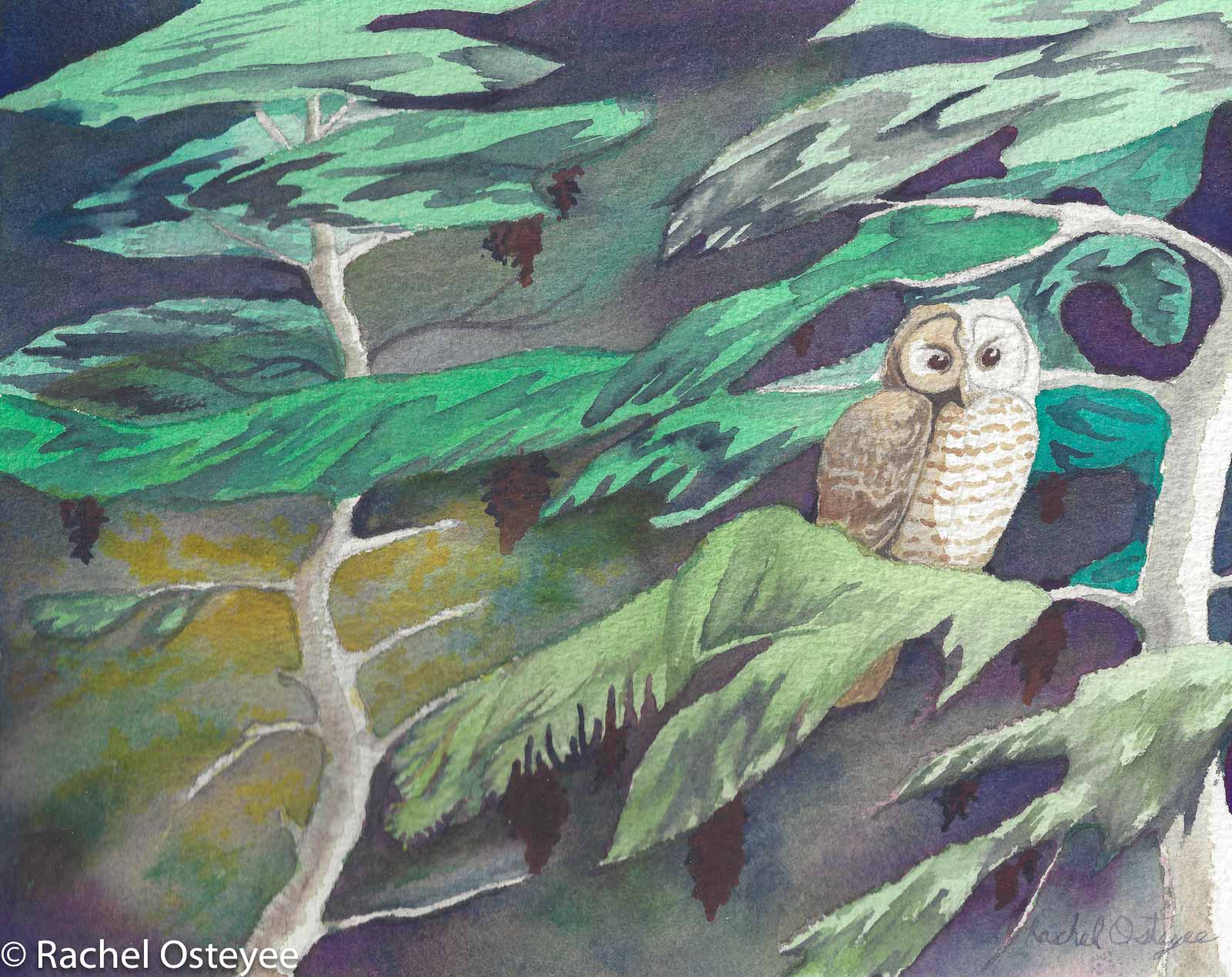 Spotted Owl (8" x 10", Watercolor)