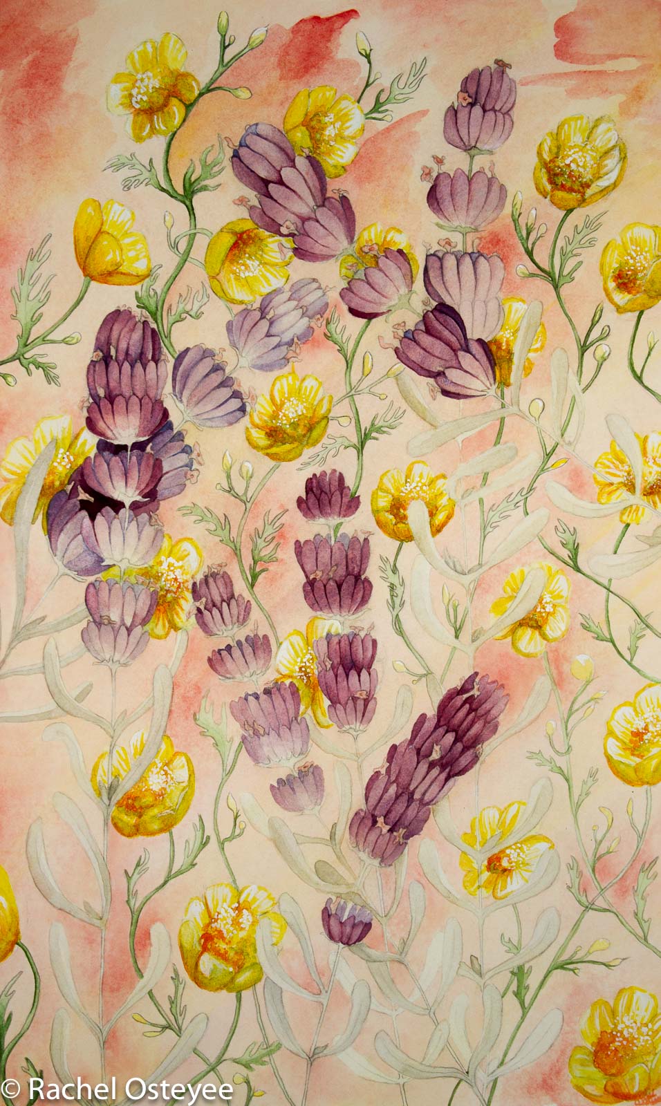 Buttercups and Lavender (15" x 22", Watercolor)