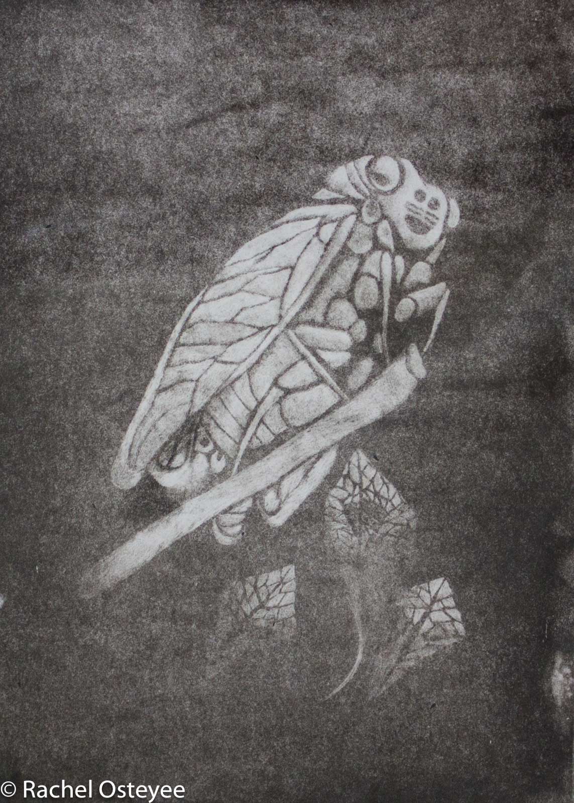Cicada (6.5" x 9", Mezzotint)
