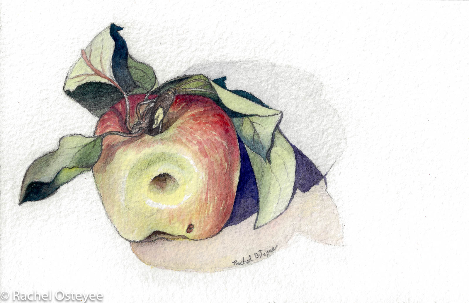 Small Apple (6" x 9", Watercolor)