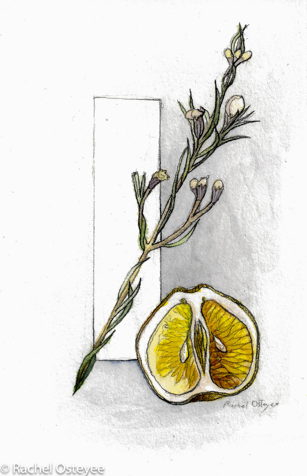 Rosemary and Citrus (4" x 6", Watercolor)