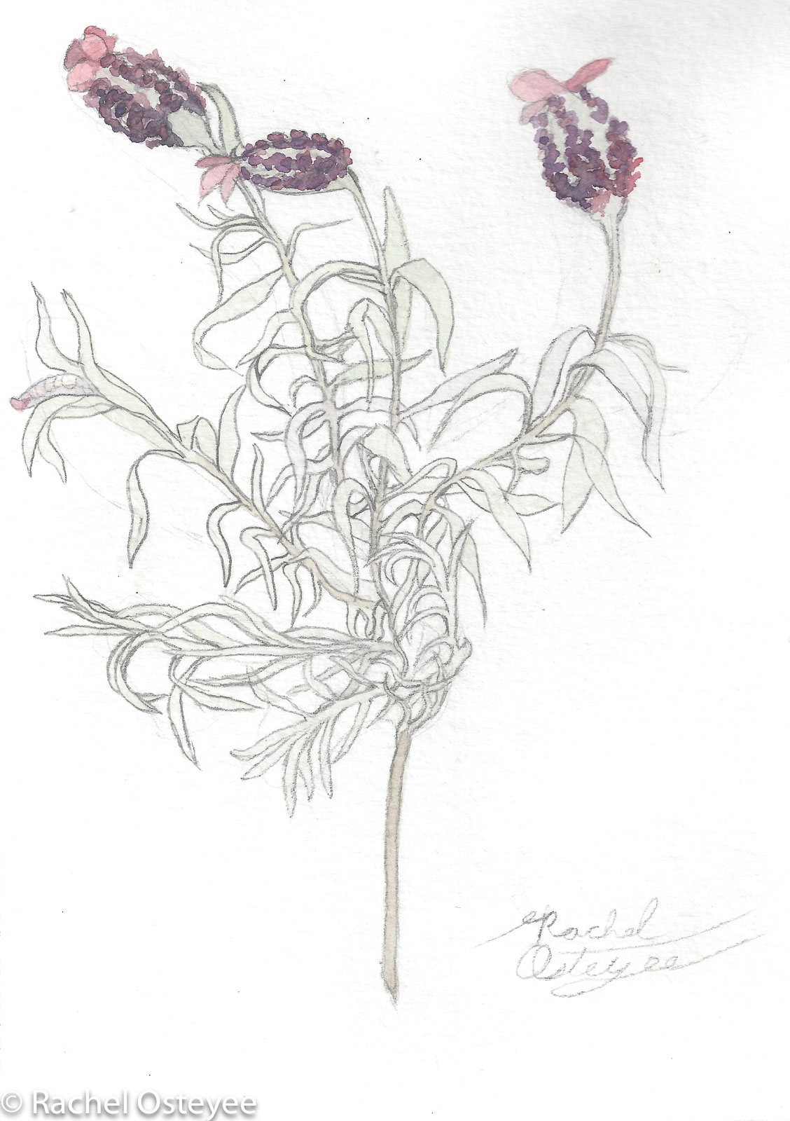 Spanish Lavender (5" x 7", Watercolor)